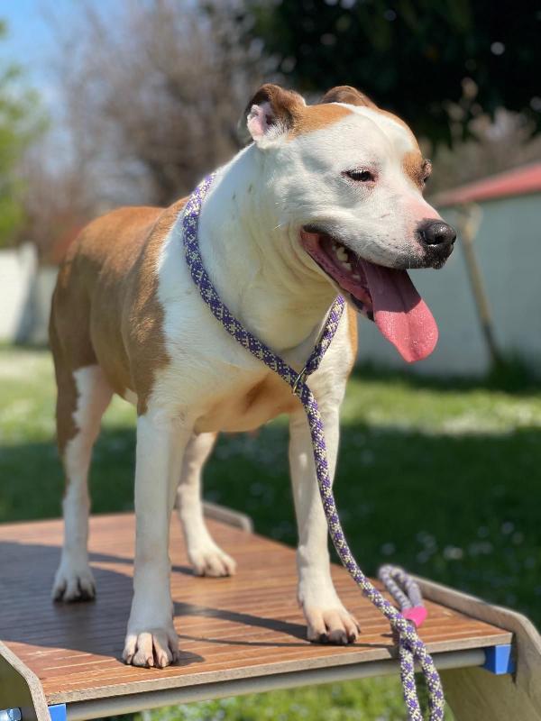 MAYA AMSTAFF Foto 5